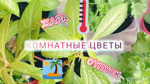 Уход за комнатными цветами за несколько недель до отпуска/Подготовка цветов к 