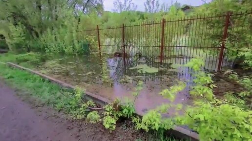 Беда подошла к животным! Очередной потоп угрожает жизни невинных 😢