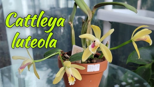 Cattleya luteola первое домашнее цветение