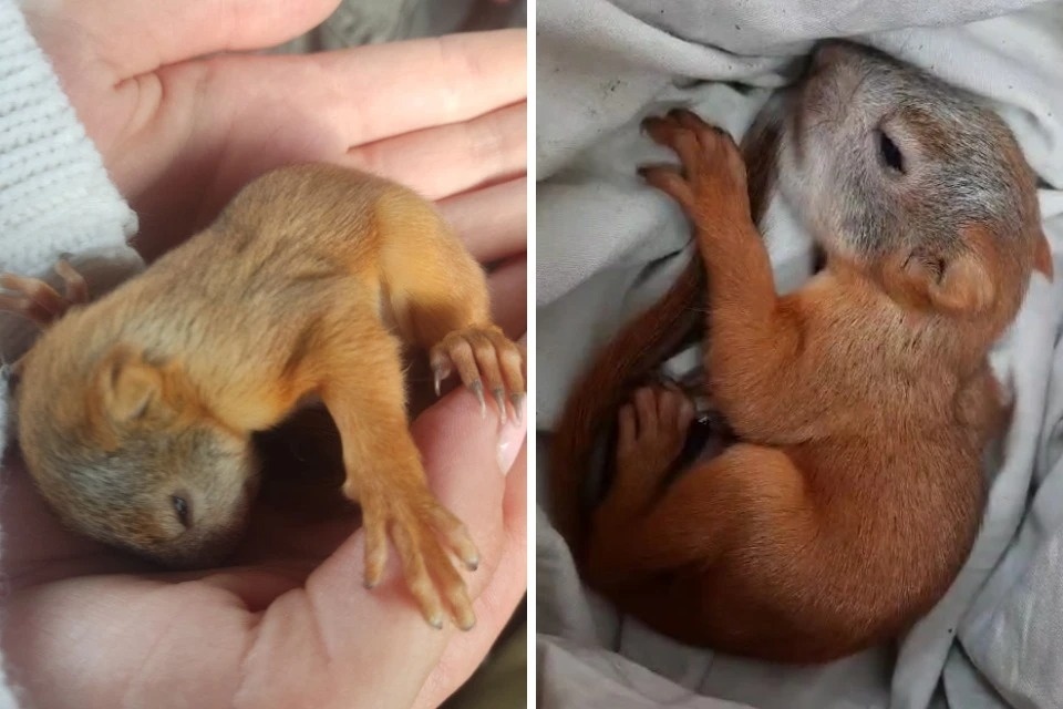 «Пин и Пуф»