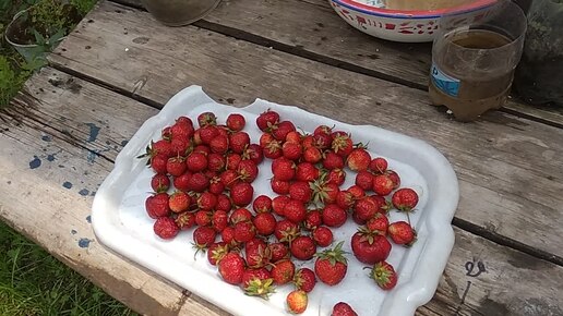 КАК ГОТОВИТЬ ВИНО, ЕСЛИ НЕТ ДРОЖЖЕЙ, НИ ВИННЫХ, НИ КУЛИНАРНЫХ, НИ ДИКИХ.