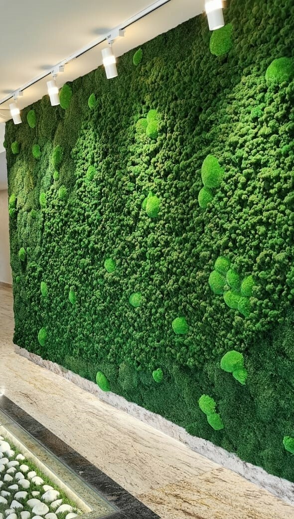 Фитостена из стабилизированного мха