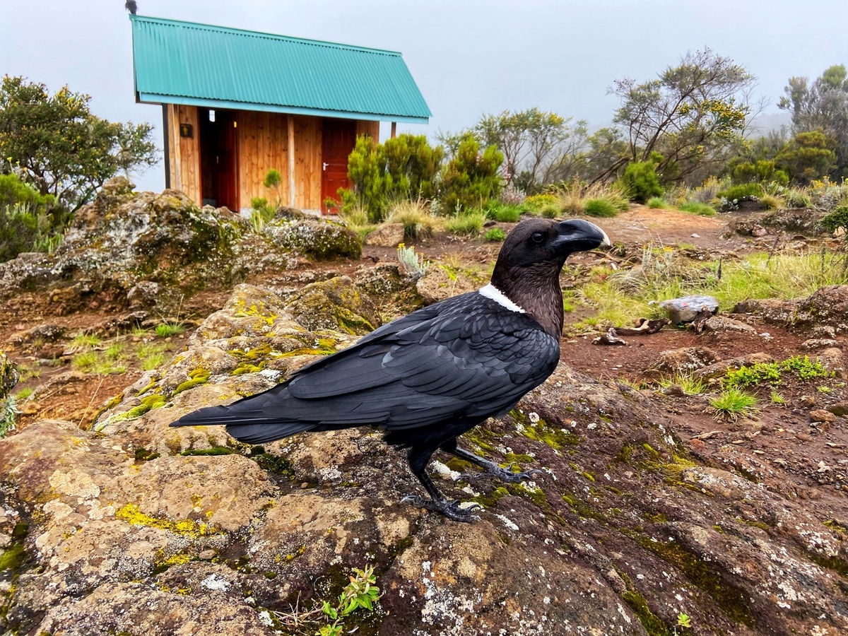 Белощёкий ворон поднимается на высоту до 5800 метров. 