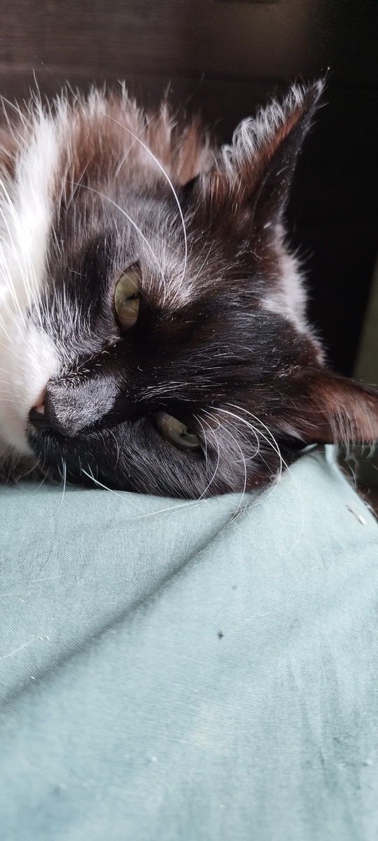 У кошек тоже мысли бывают нелегкими. 