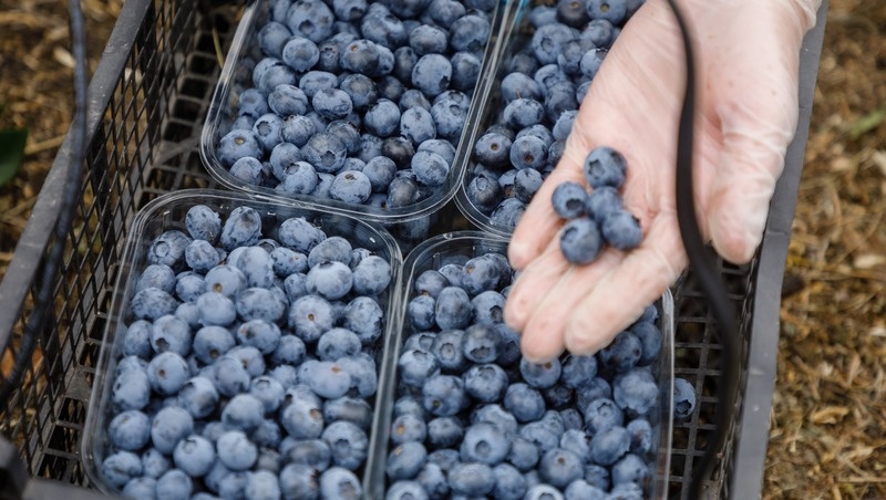    Фермеру говорили, что голубика на Ставрополье расти не будет Фото: Дмитрий Ахмадуллин / / ИА «Победа26»