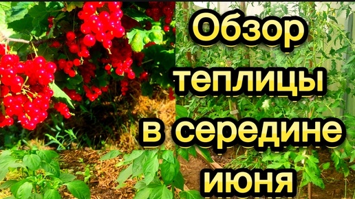 Обзор теплицы виюне