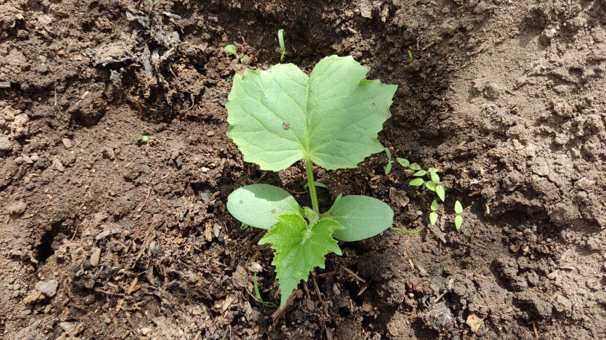 Молодые огурчики особенно нуждаются в подкормках