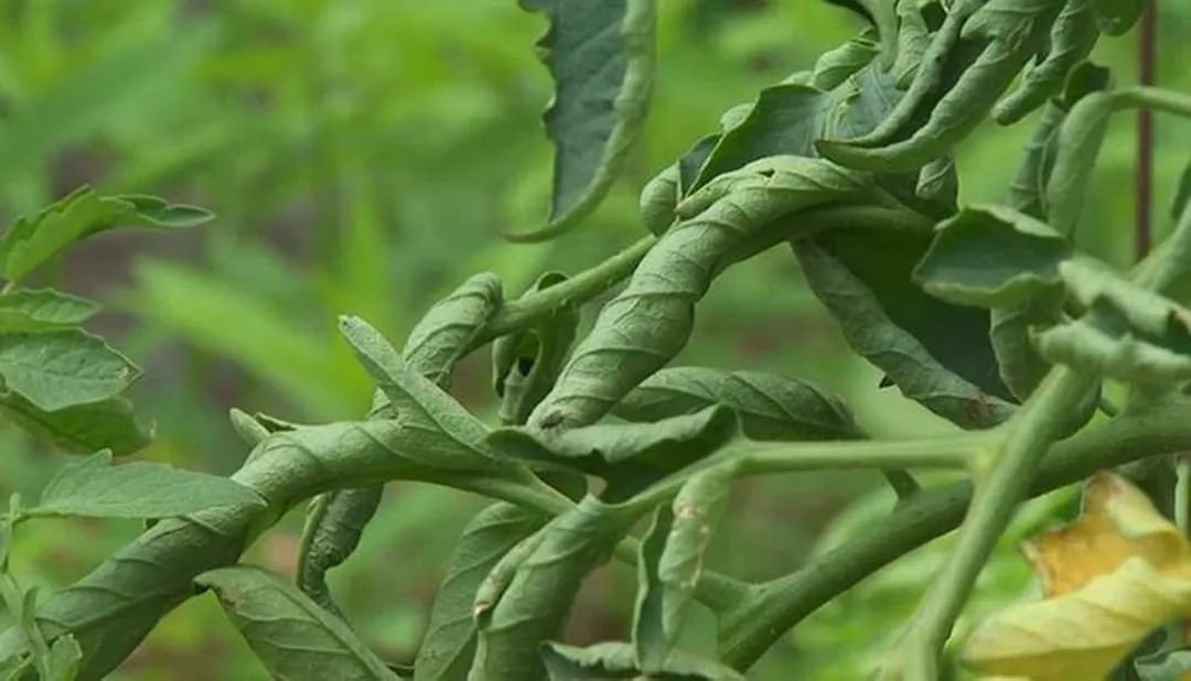 Скручивание листьев у томатов – не какая-то определенная болезнь, а скорее симптом нездоровья. Как повышение температуры у человека, если проводить аналогии.