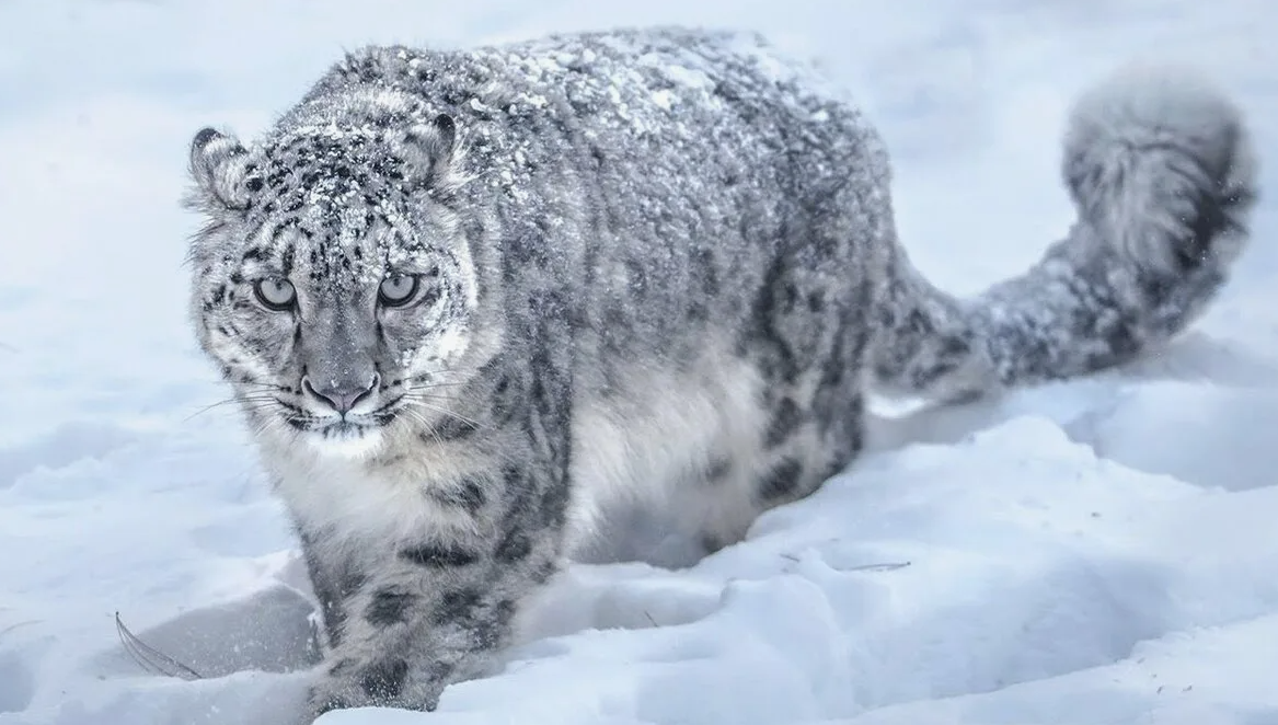 И, он же снежный барс