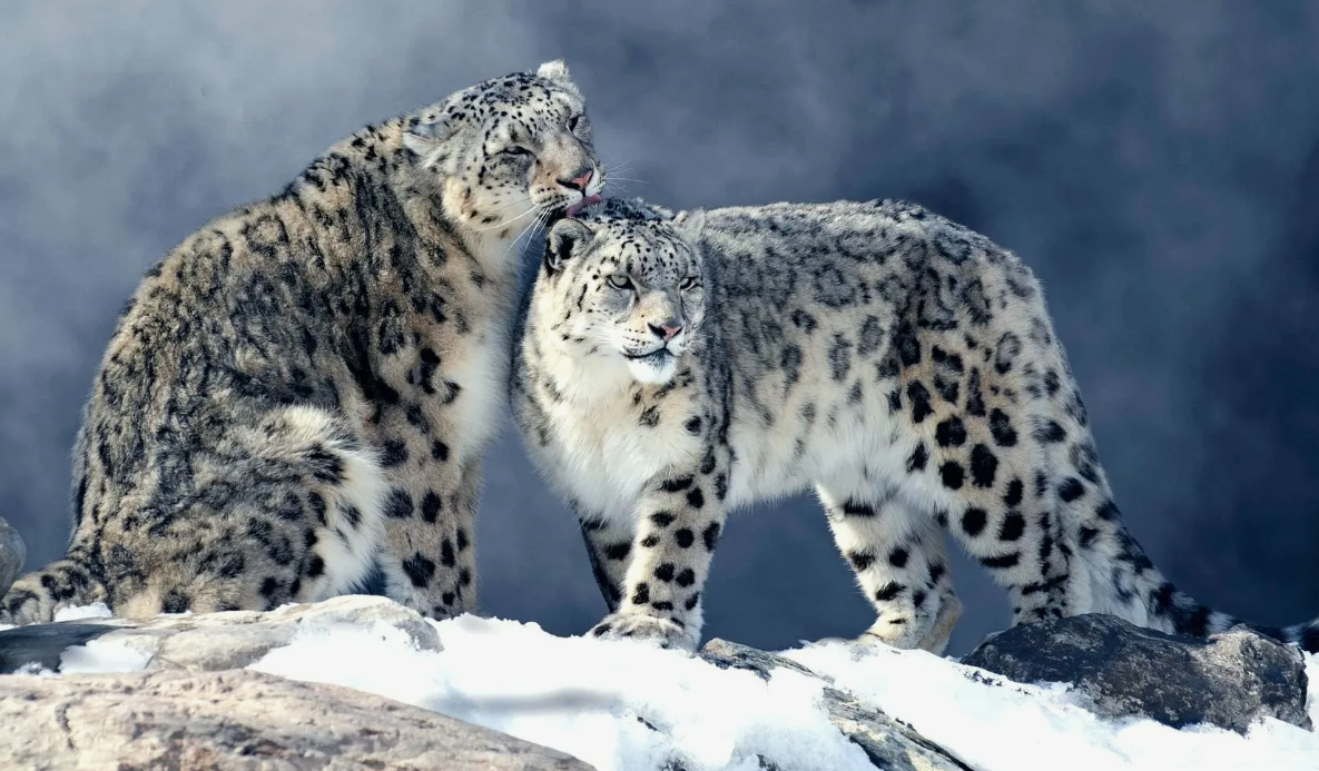 Семейная пара ирбисов