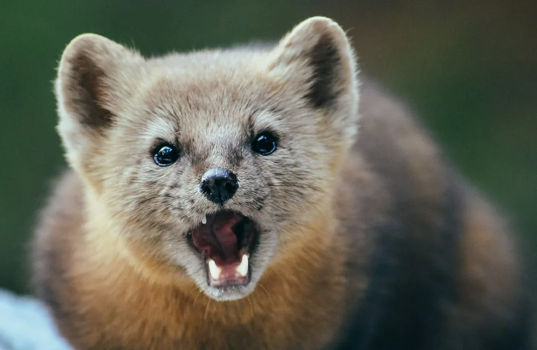 - Да, я умею петь!