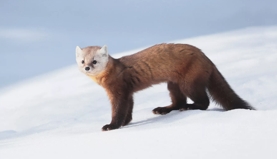 - Кто здесь?