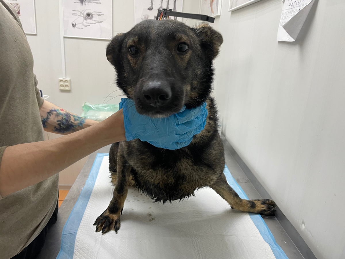 Руна - инвалид, но она невероятно активна