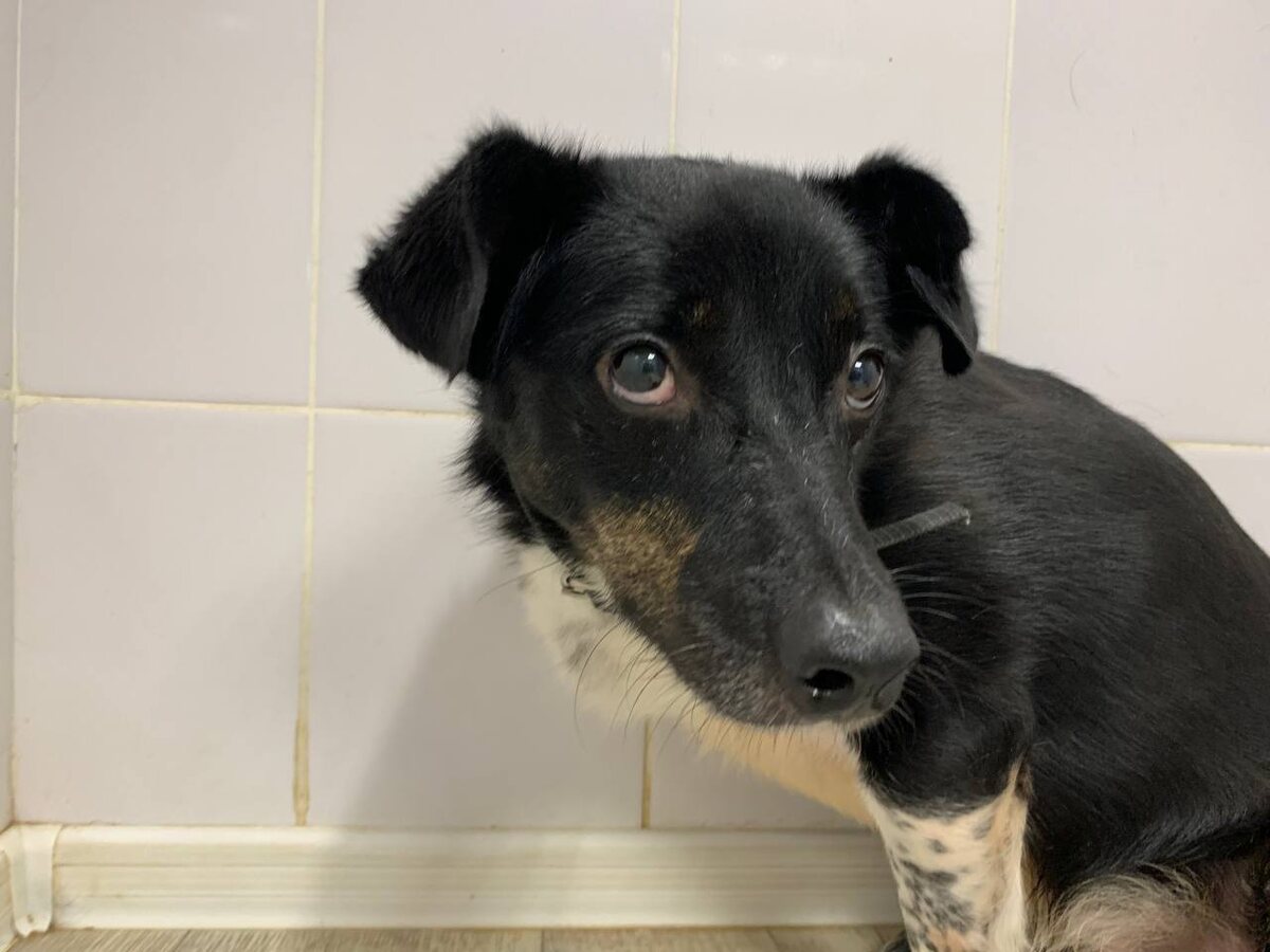 Песик Барнаби с паралич