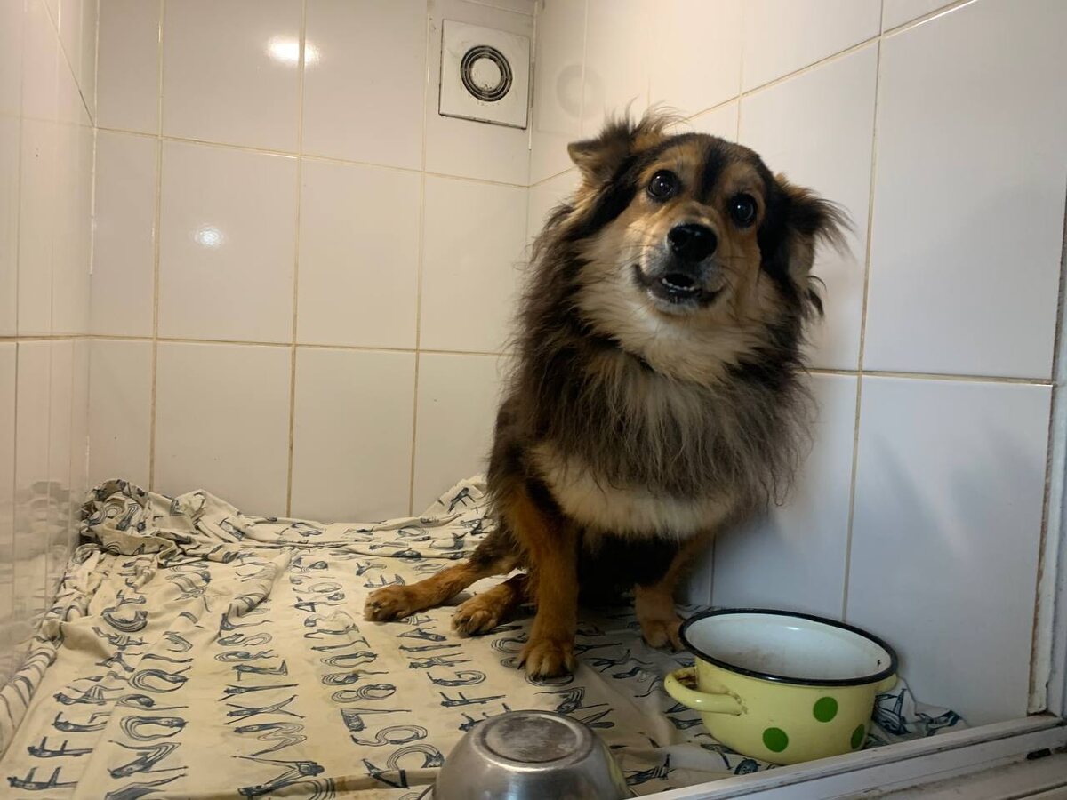 Цыпа - песик из Казахстана с парапарезом