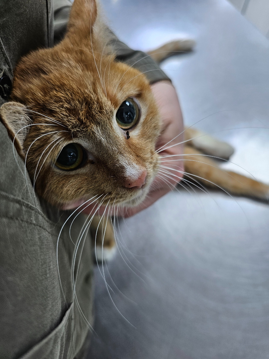 Яша на осмотре, перед операцией