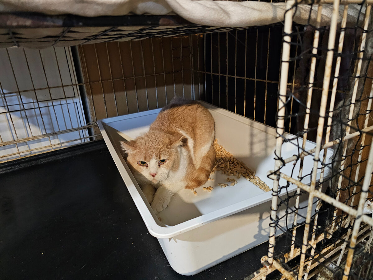 Котик из Вязьмы, из приюта умершего дедушки