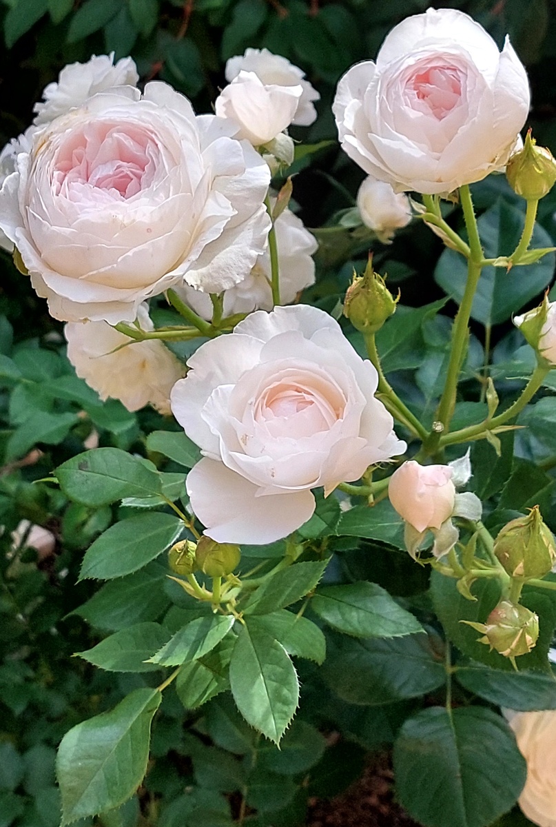 Герцогиня Кристиана. Флорибунда