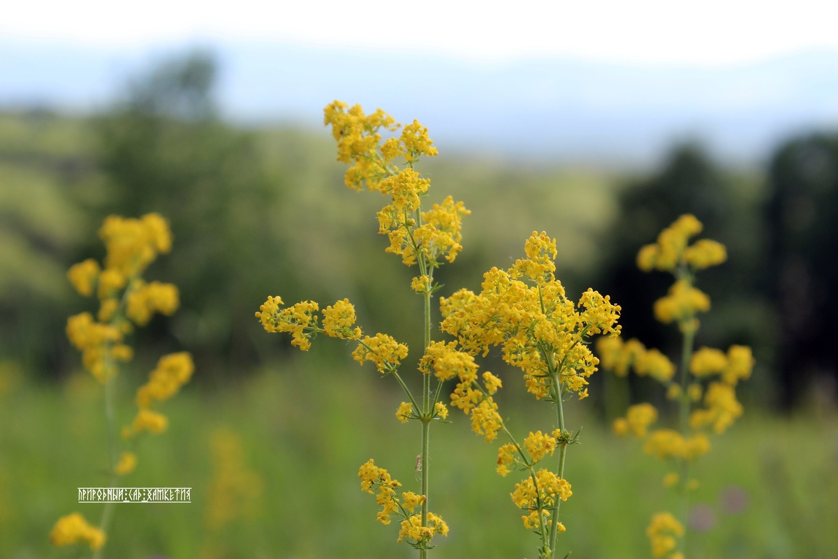 Подмаренник