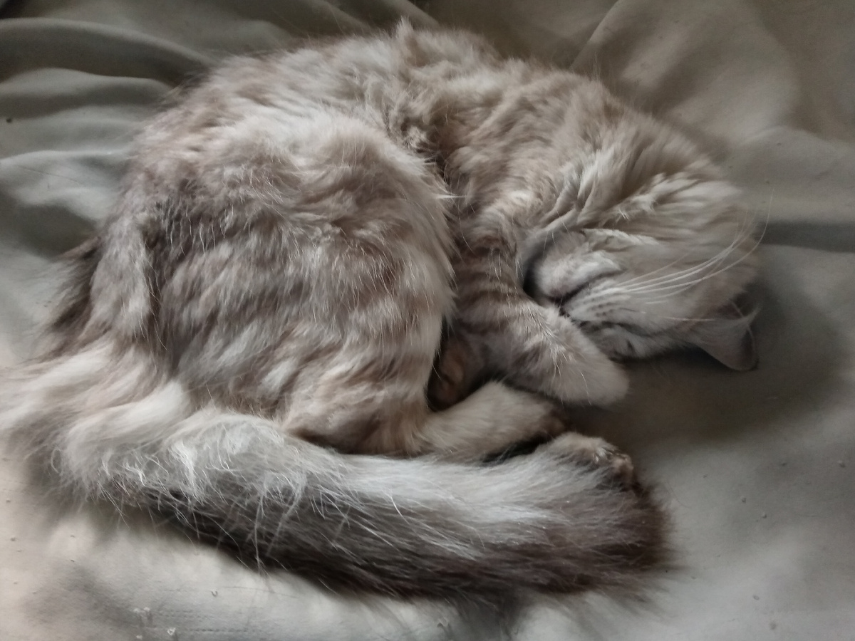 Сейчас кошка Ума помогает мне писать статью, уж так помогает, так помогает...без задних лап просто!