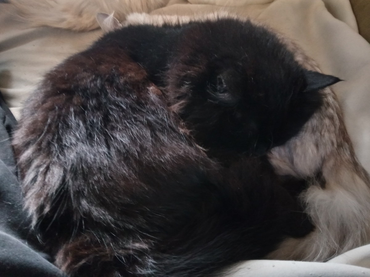 А потом пришел Бука и превратил Уму в подушку!