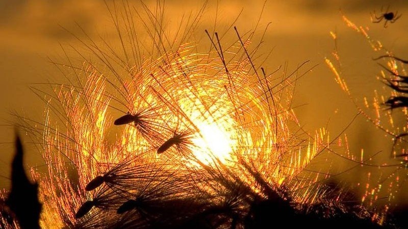 Летнее солнцестояние. Фото в свободном доступе.