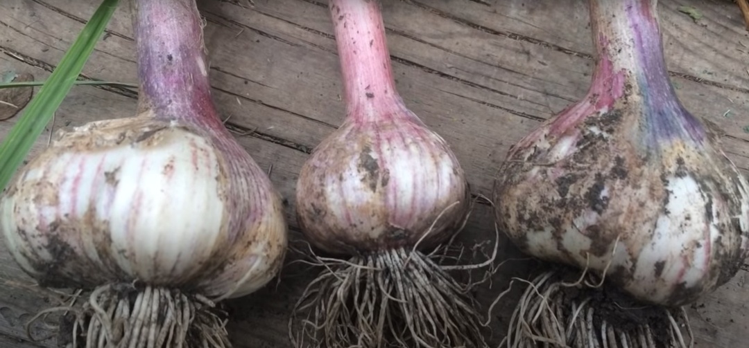 Финальная подкормка чеснока для формирования крупной головки