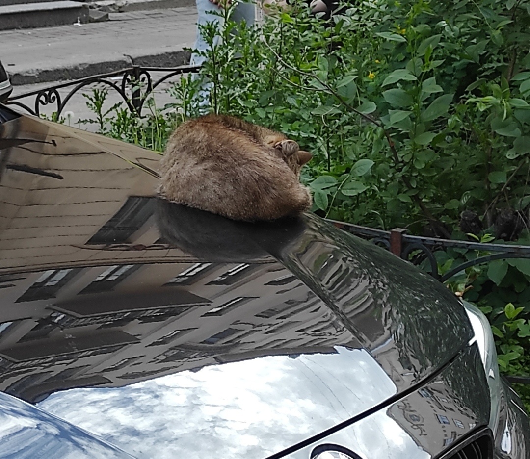 Фото сделано автором 