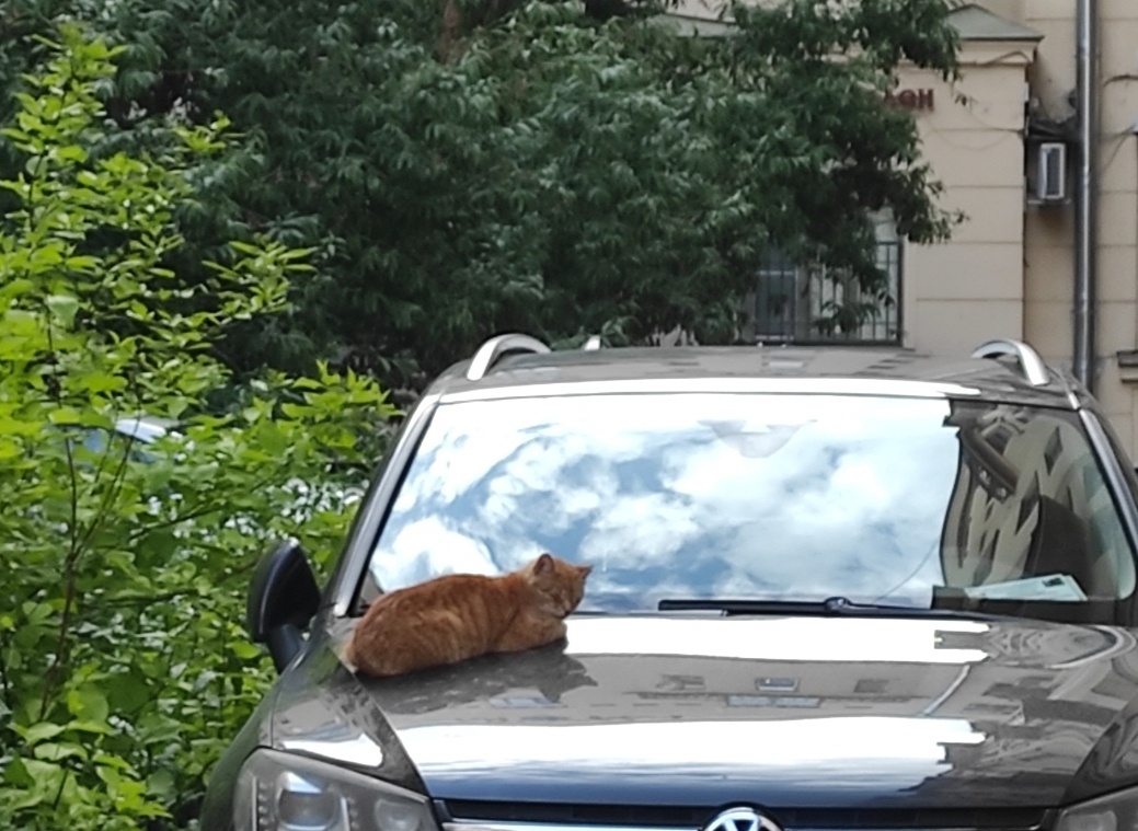 Фото сделано автором 