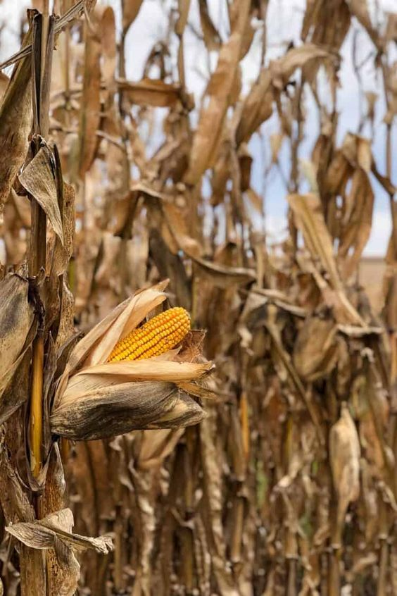 кукуруза - аж самой хочется скушать )))