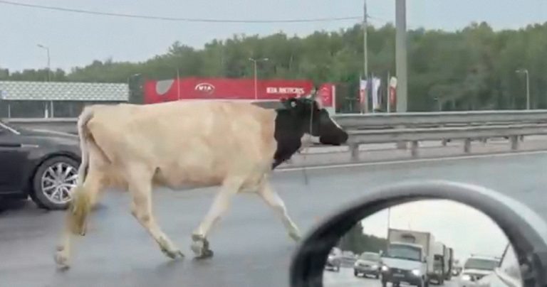 В соцсетях шутят, что корова бежит из Москвы от сегодняшнего ливня. Хотя, если разбираться, животное на самом деле несется в обратную сторону — из Подмосковья. Повезло, что хотя бы не по встречке.