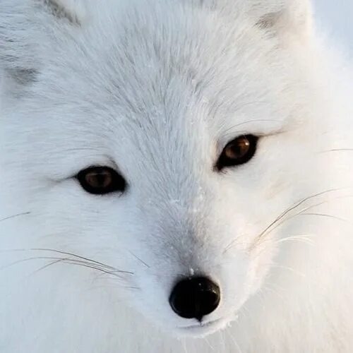 Изображение Яндекс.Картинки