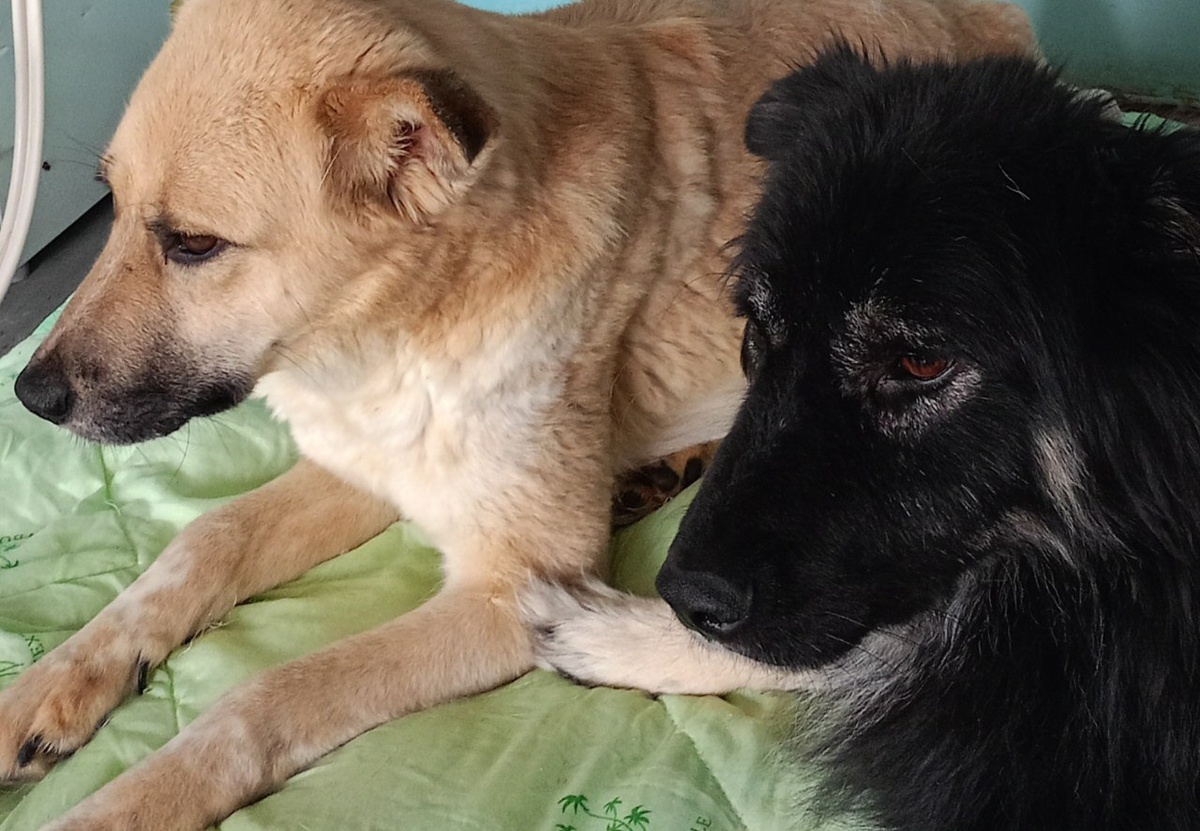 Друзья, Нафаня и Ника, собачки спинальники, у них не работает задняя часть тела, но они передвигаются с помощью передних лапок и сами решают где, и рядом с кем лежать