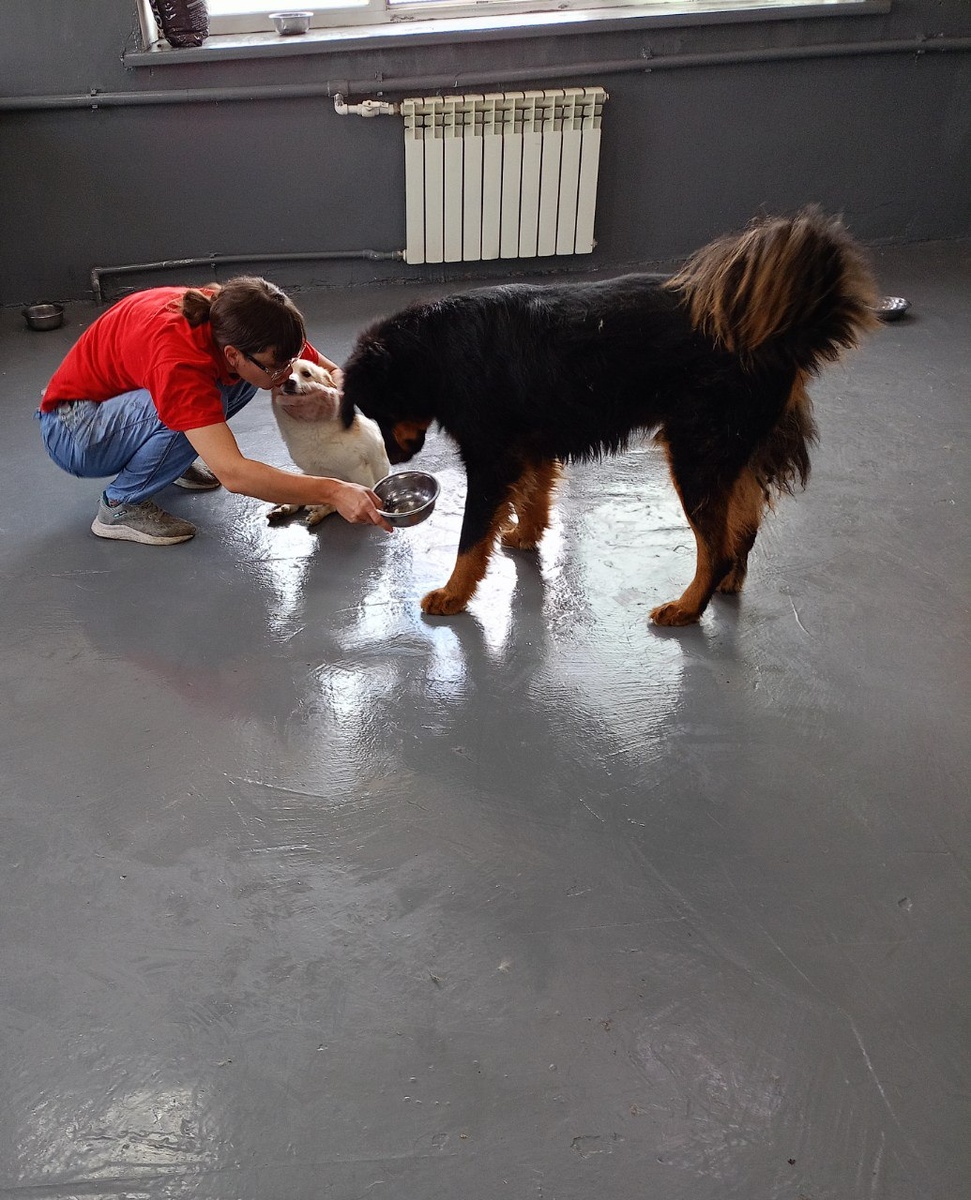 В отремонтированном помещении, помощница приюта Лариса, общается с жителями Теремка