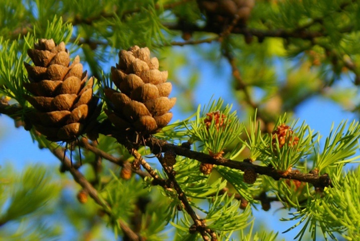 Лиственница