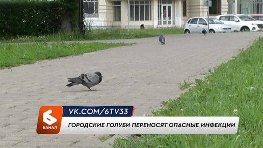 Чем опасны городские голуби?