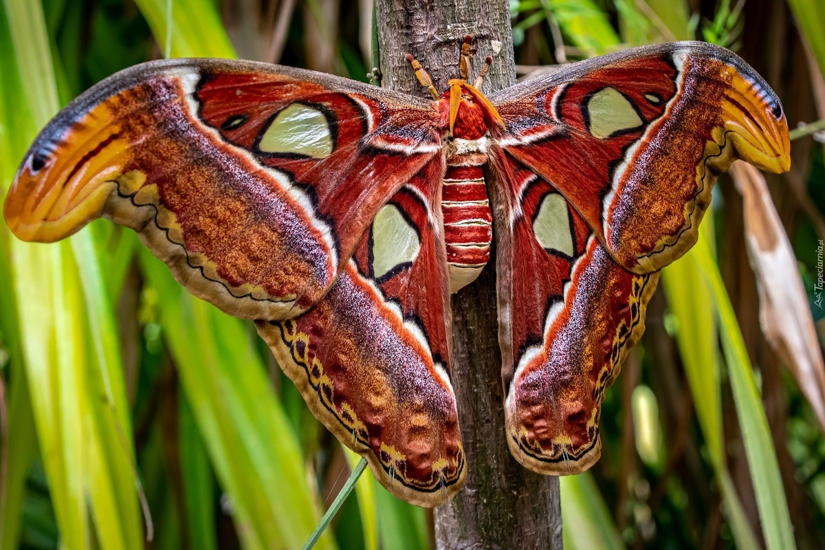 Attacus atlas (Павлиноглазка)