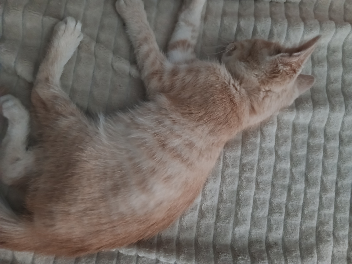 Новый житель нашего дома Рыжик