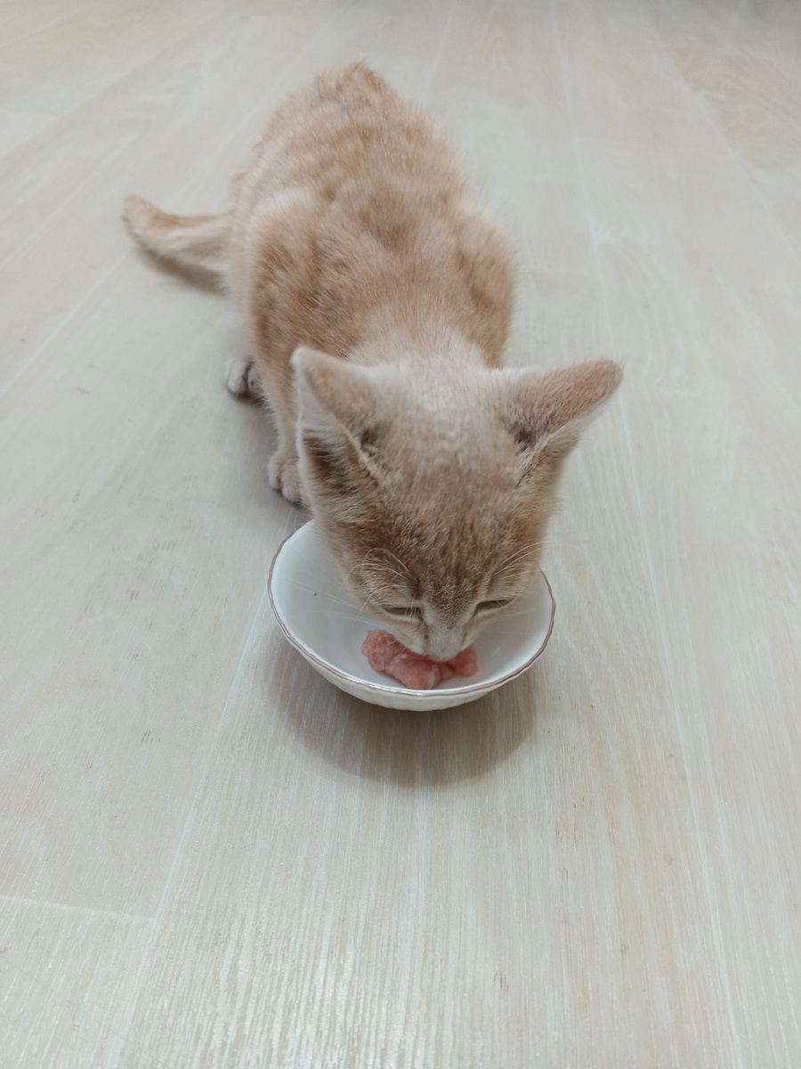 На свежее мясо среагировал, поел