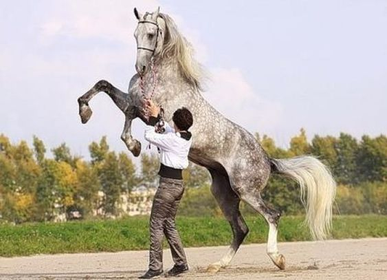 Horse - Лошадь 