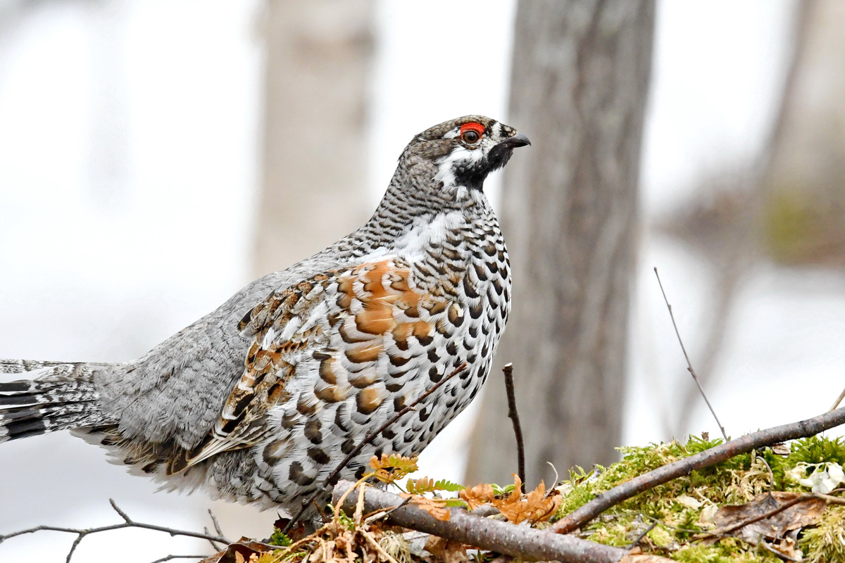 В статье приводится описание птицы рябчик и ее фото.