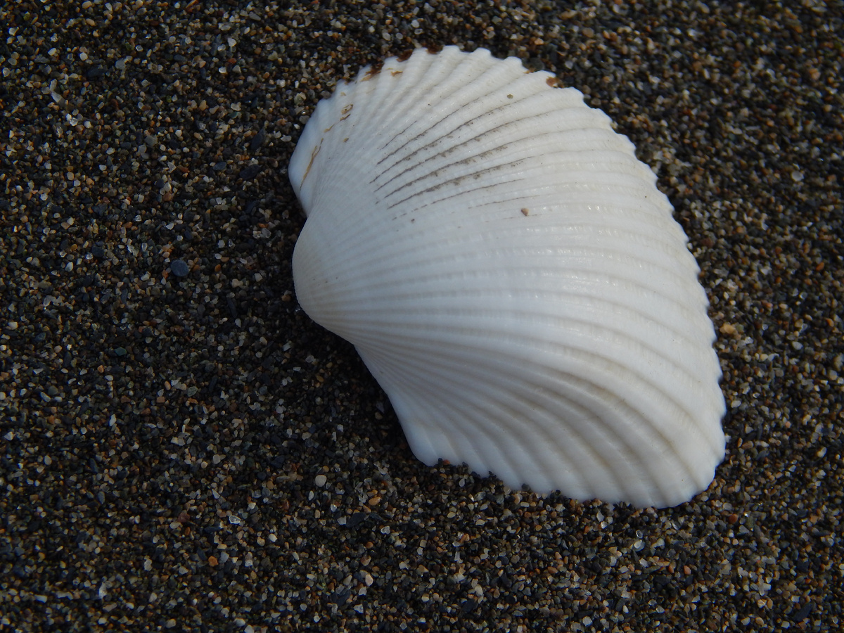 Ракушка на берегу Черного моря. Поти, Грузия