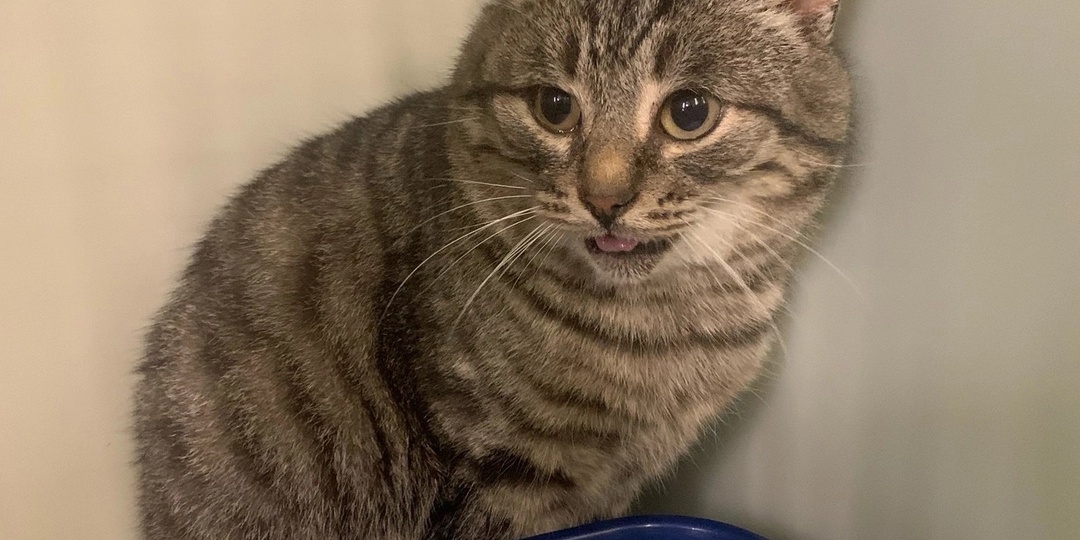 Котик с дач остался один.