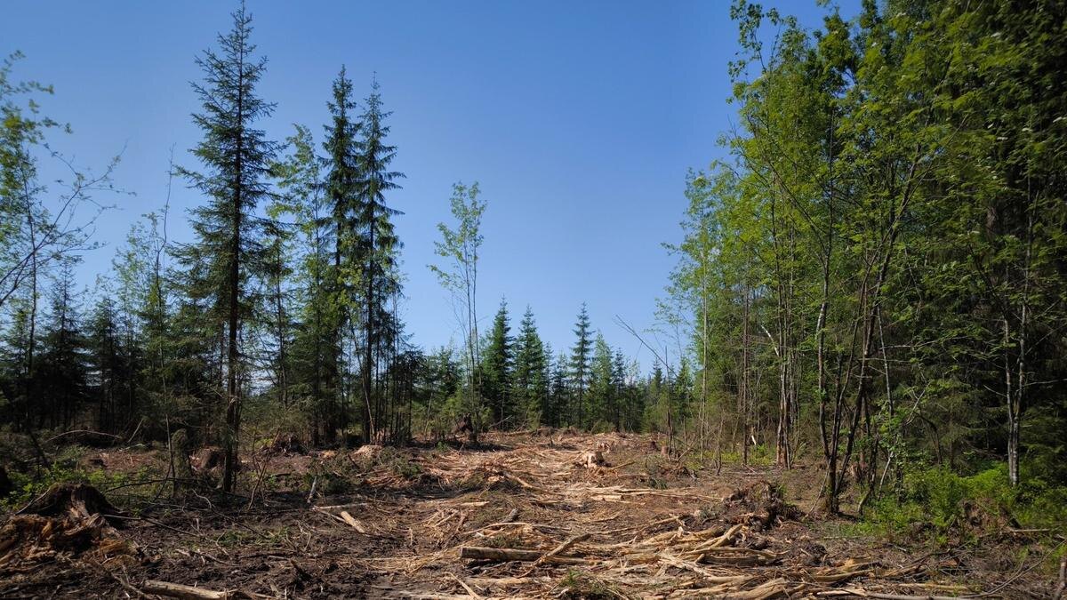    Фото: Ирина Пантелеева