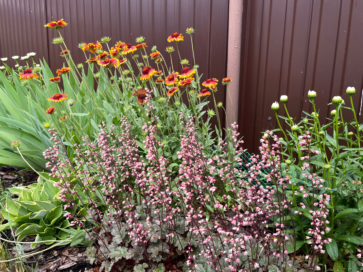 Geihera на фоне гайлардии