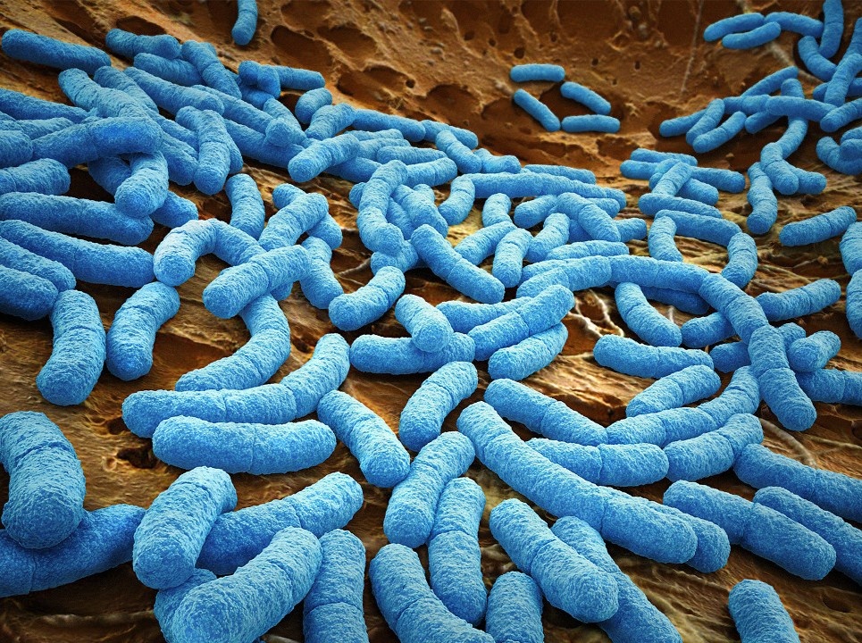 Иллюстрация с сайта https://media.kpfu.ru/