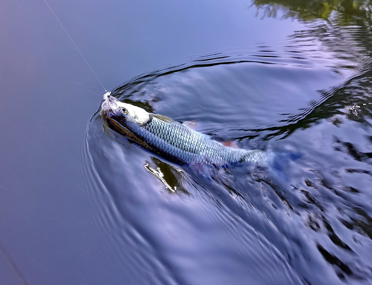Этот красноперый соблазнился на мушку, имитирующую ручейника. 