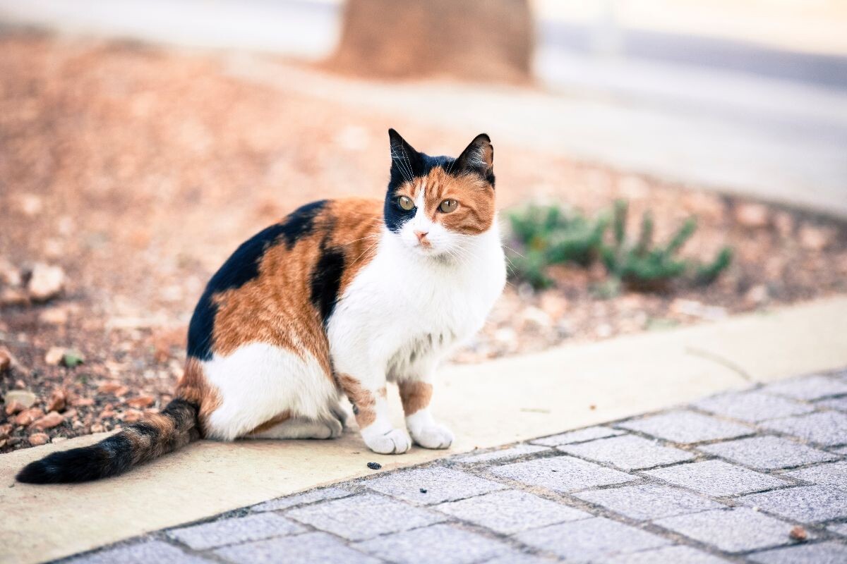 Уличная кошка 