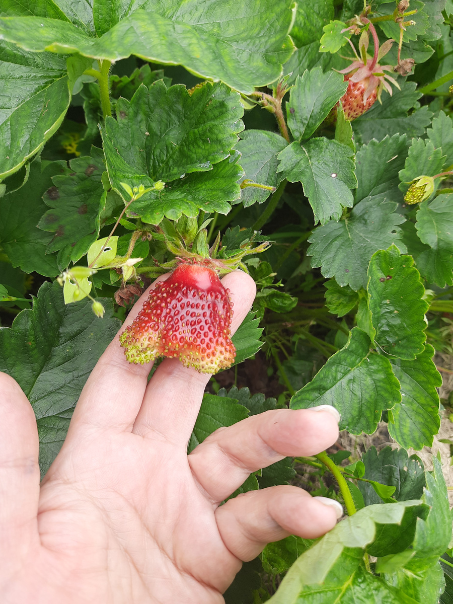 Такая пойдет