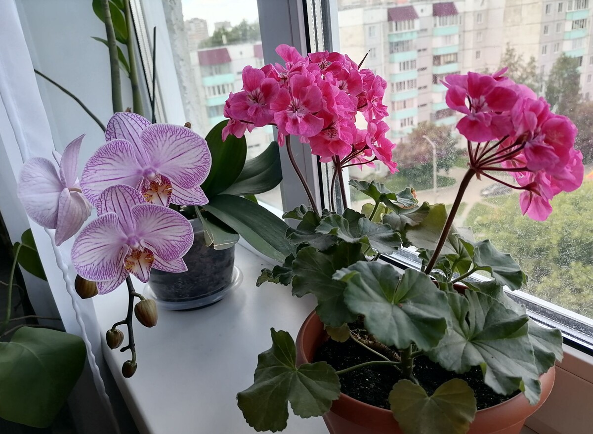 Дома цветут гераньки и орхидея